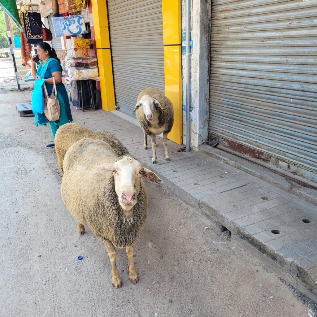 un mouton dans les rues de Mysore