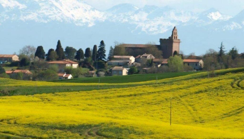 champs de pastel dan le Lauragais