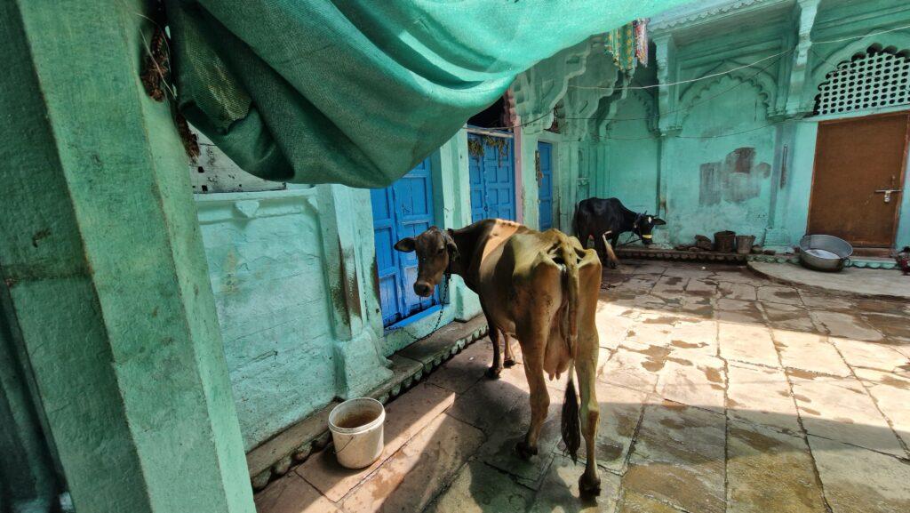 vache dans le vieux quartiers