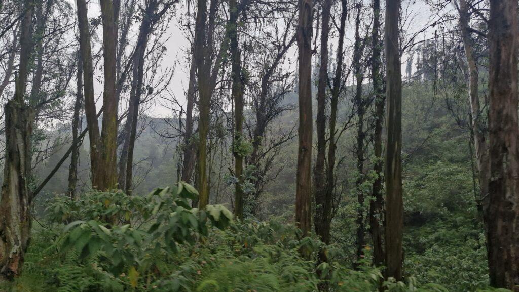 for6et près de Ooty