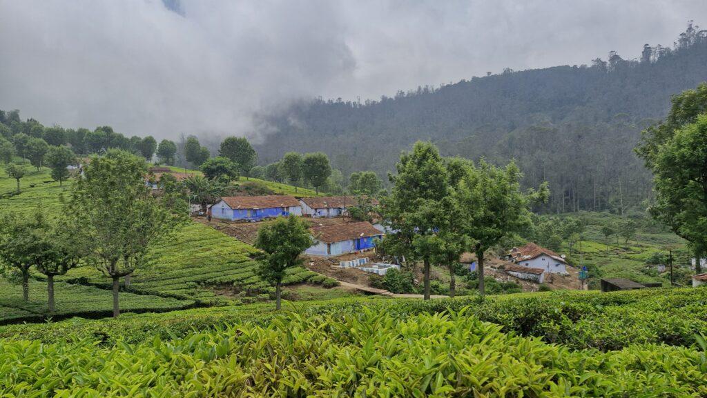 plantations de thé Coonoor