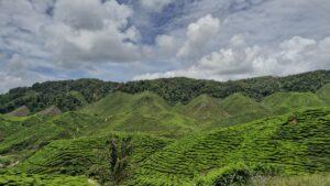 Cameron Highlands