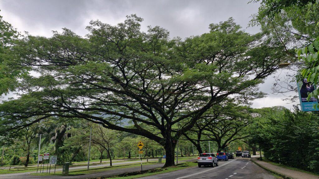 arbres majestueux parc de Taiping