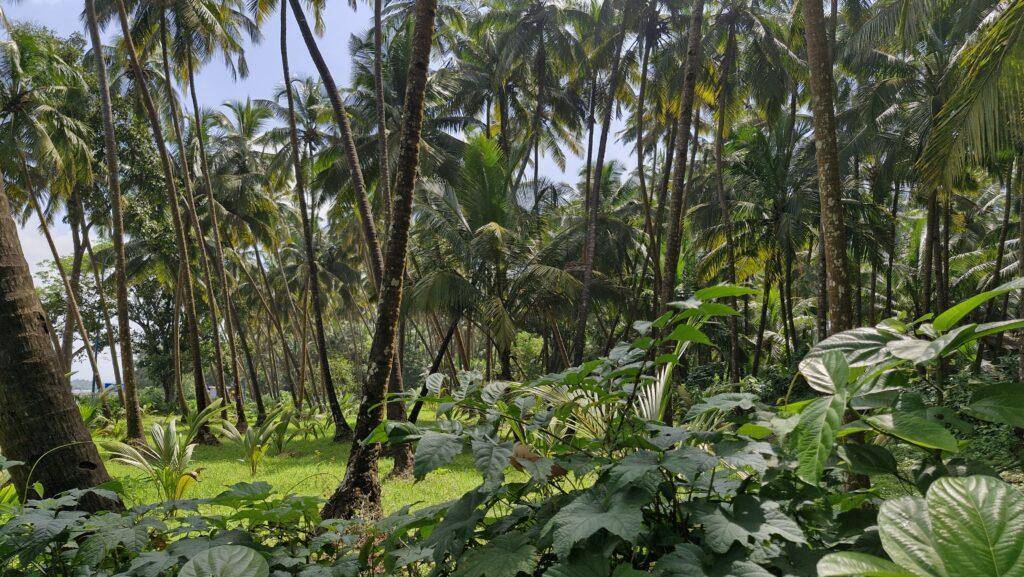 forêt Goa