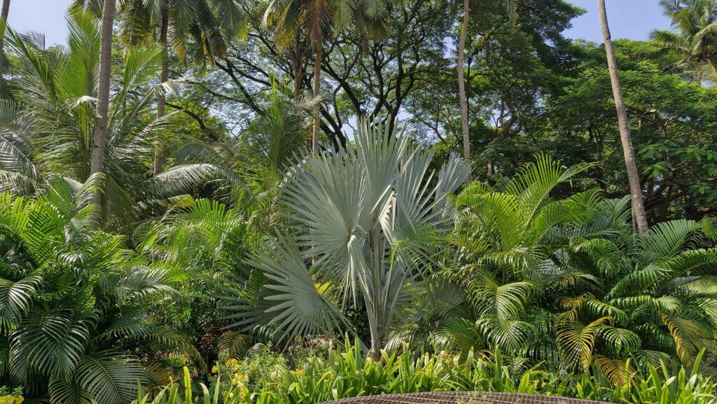forêt Goa