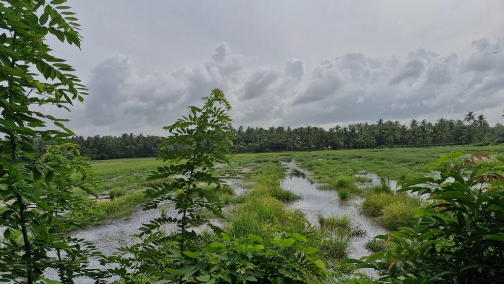 riziere sud de Goa